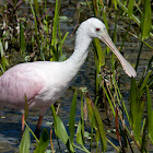 Roseate Spoonbill