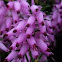 Erica erigena (Brezo. Heather)