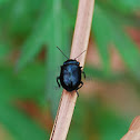 Metallic Blue Flea Beetle