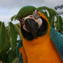 Blue-and-Yellow Macaw