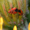 Cotton Stainer mating