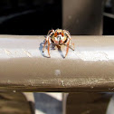 Jumping Spider