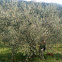Leccino olive