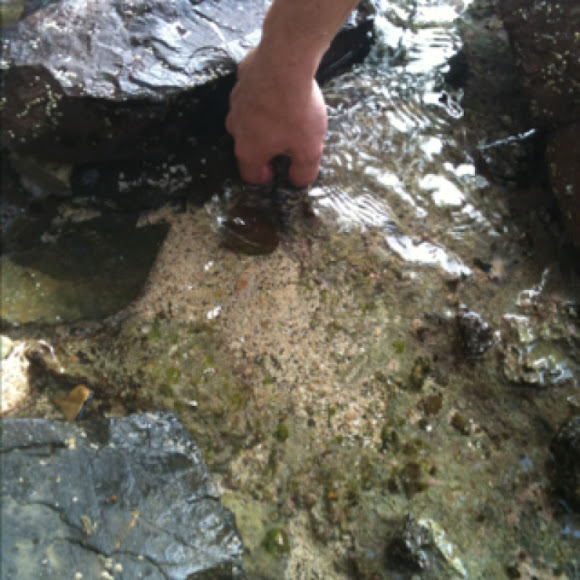 Spotting Image 1