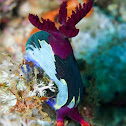 Nembrotha chamberlaini
