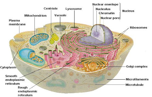 At GCSE level (that's Freshman/Sophomore at High School to American 