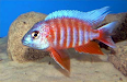 Peces Ciclidos Africanos
