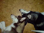 Milou och syrran vilar en stund.