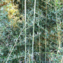 Bamboo