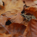 Common frog