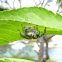Jumping Spider