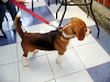 Beagle Reproductor Enano Se Ofrece Para Cruza