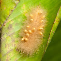Parasitoided Caterpillar