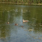 Mallard Duck
