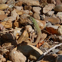 Texas Spotted Whiptail