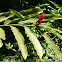 Alpinia