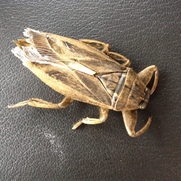 Spotting Image 1