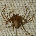 Brown recluse spider