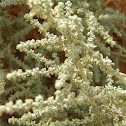 Artemisia Judaica