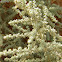 Artemisia Judaica