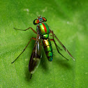 Long-legged fly