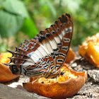Giant Emperor/Giant Charaxes