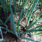 Onion leeks