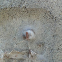 Spider with Eggs