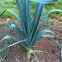 Leek