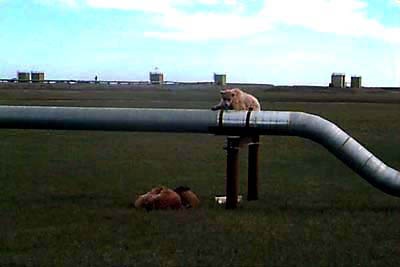 [12-Bears_at_play[5].jpg]
