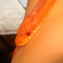 Corn snake ( scarlet)