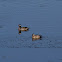 Green Pygmy-Goose