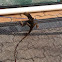 Striped Anole