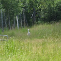 White-Tailed Deer