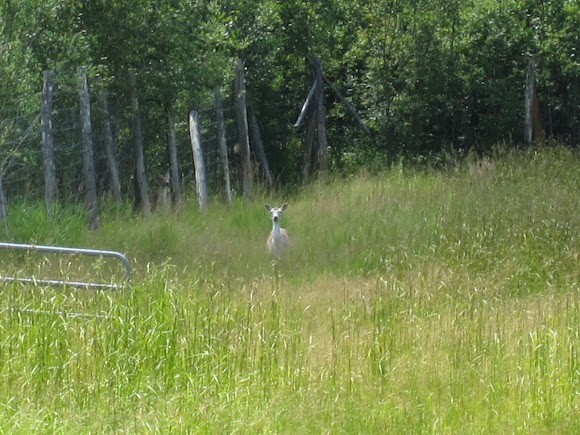 Spotting Image 1
