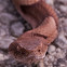 Southern Copperhead