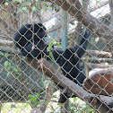 Siamang Gibbon