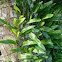 fern