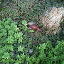 Unknown spotting