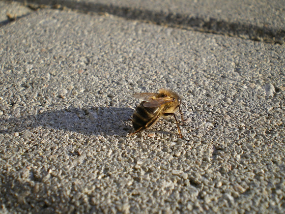 Spotting Image 1