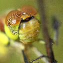 Female common darter
