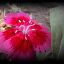 Dianthus