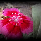 Dianthus