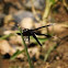 Pied paddy skimmer