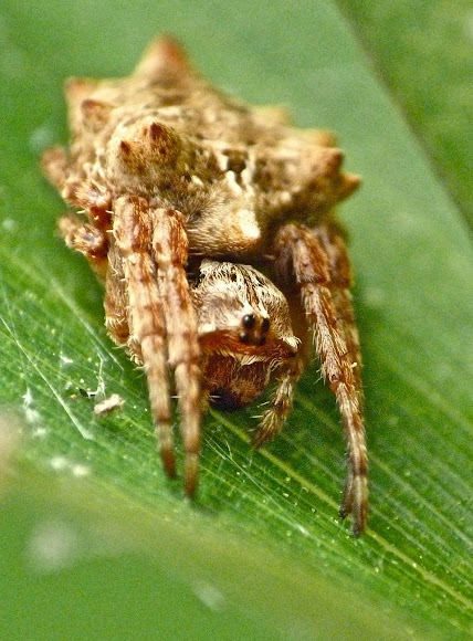 Spotting Image 1