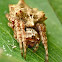 Starbellied orbweaver