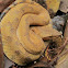 Zara's Hump-nosed Viper