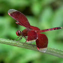 Ramburii Red Parasol