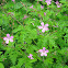 Herb Robert or Stinky Bob