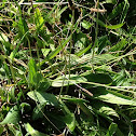 Lance-Leaf Plantain